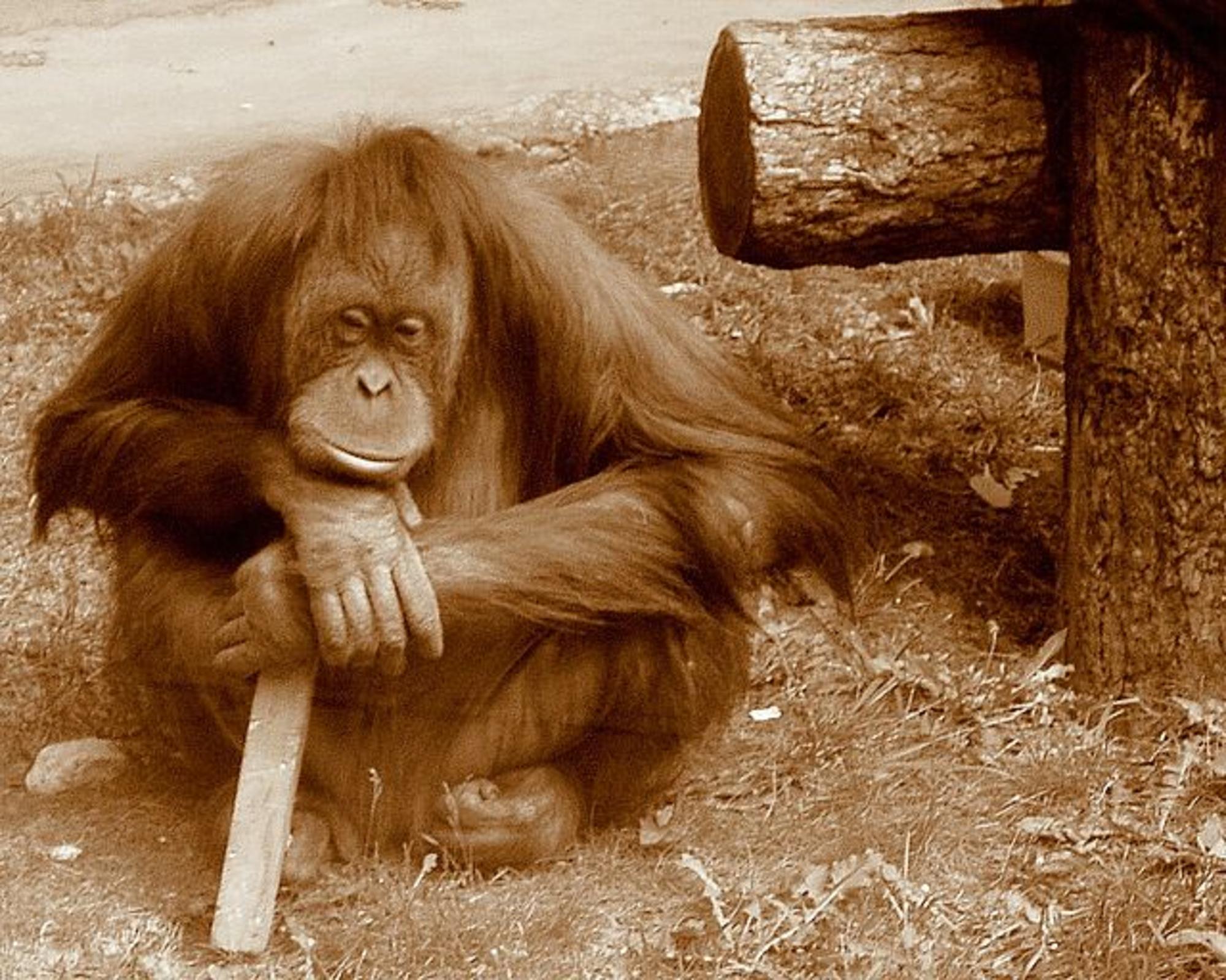 Orangután pensando
