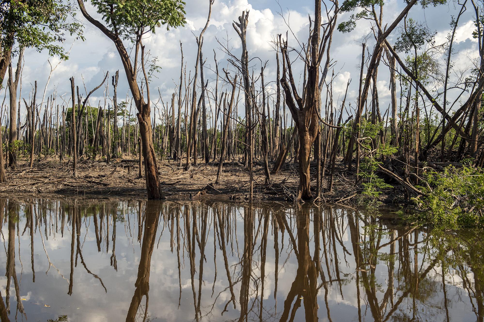 Amazonas devastado