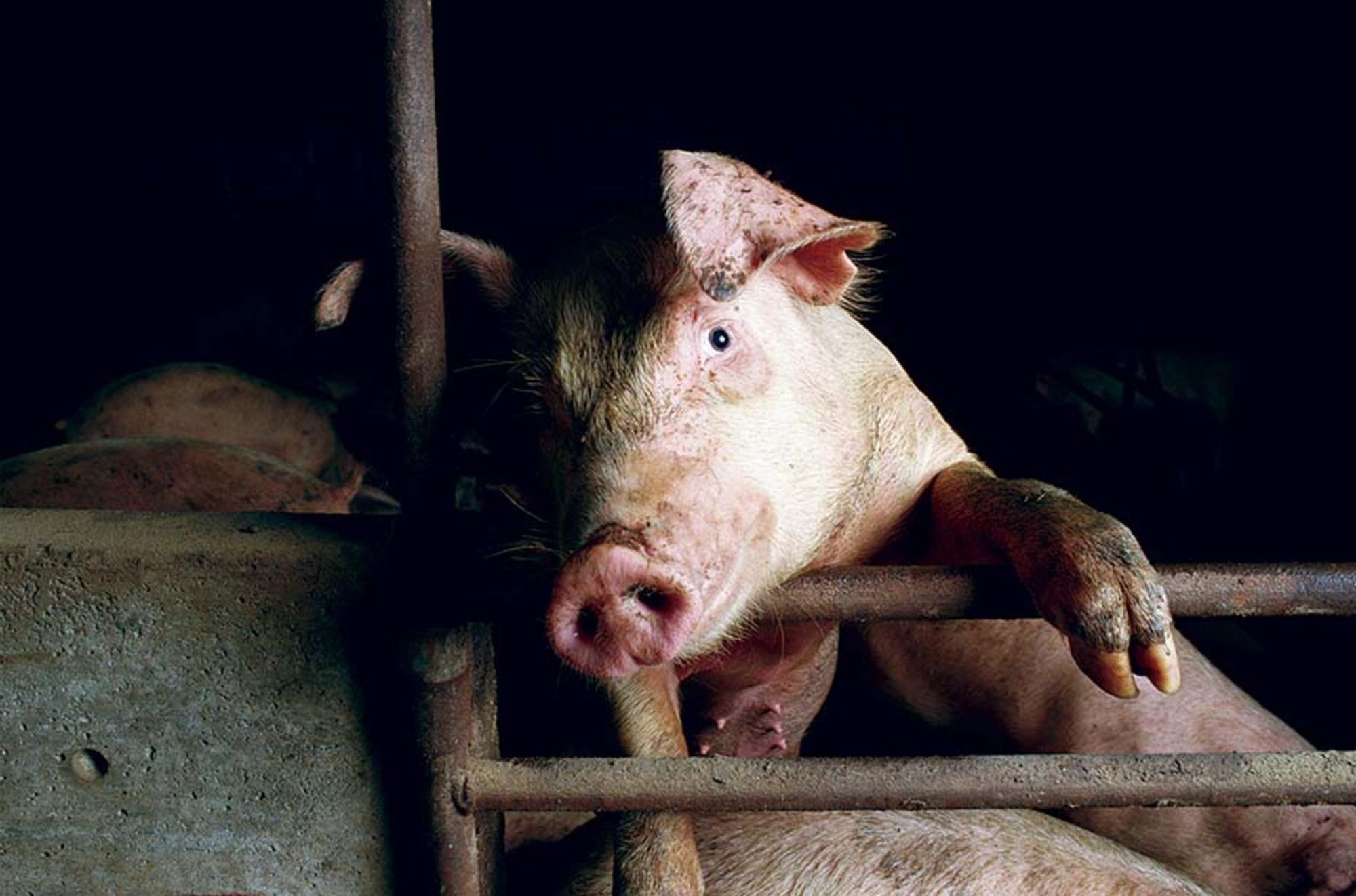Cerdo en una granja de explotación animal