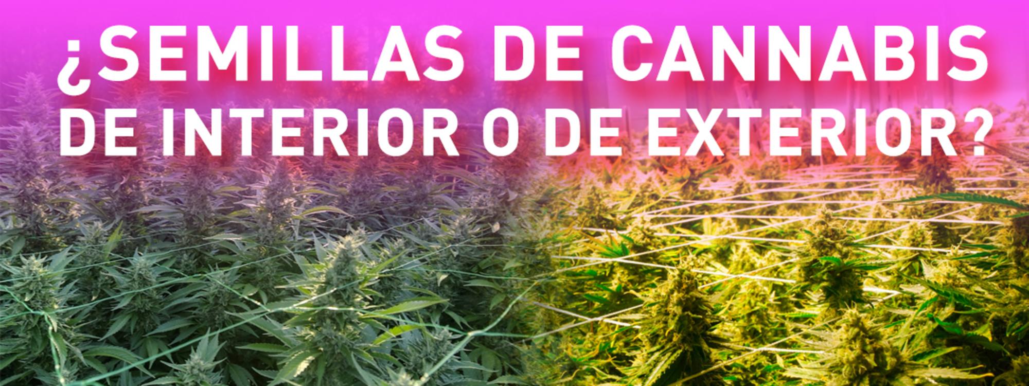 semillas cannabis