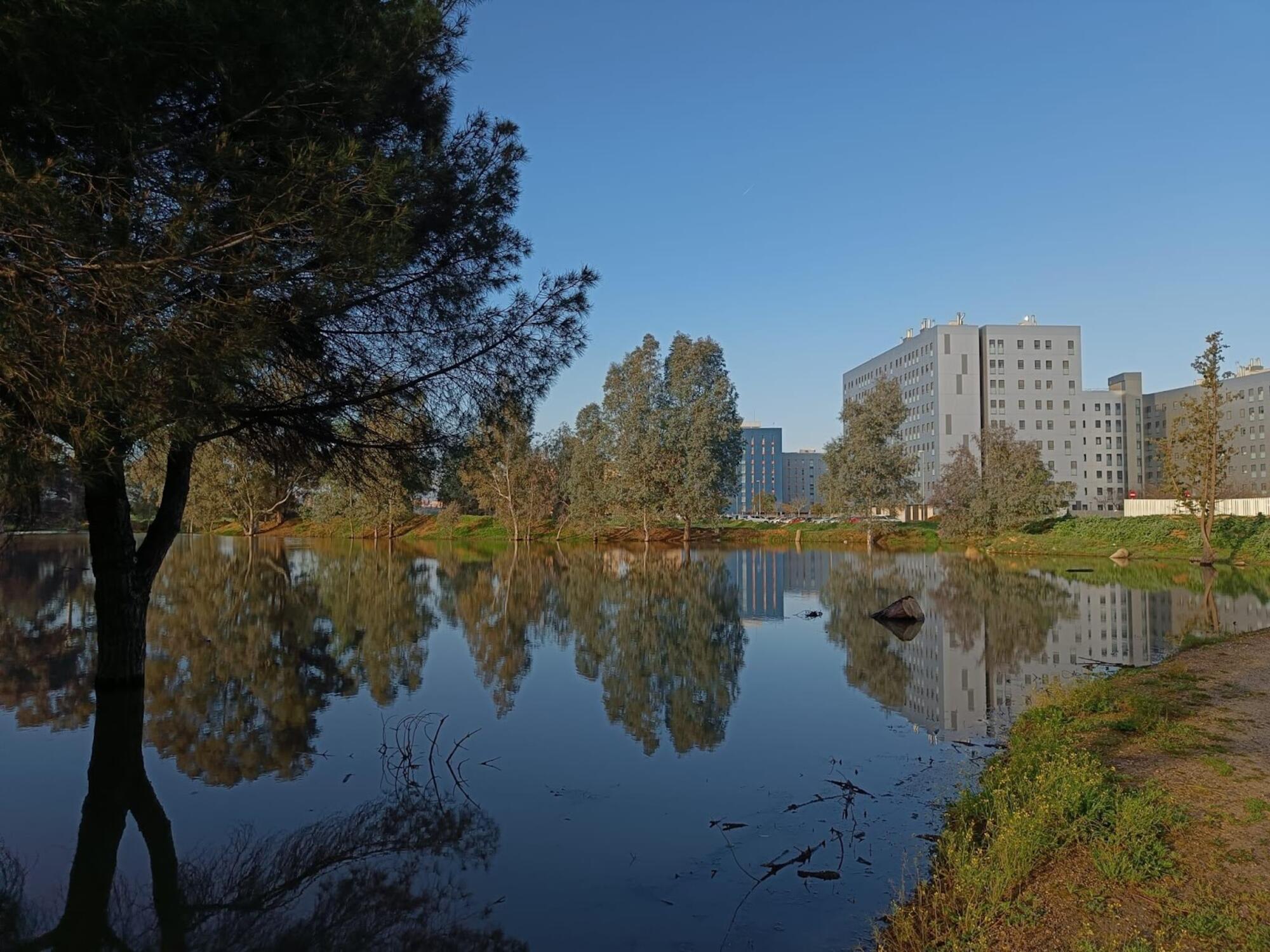 La laguna del Sapo en la llanura aluvial del Ranillas, distrito Este de Sevilla