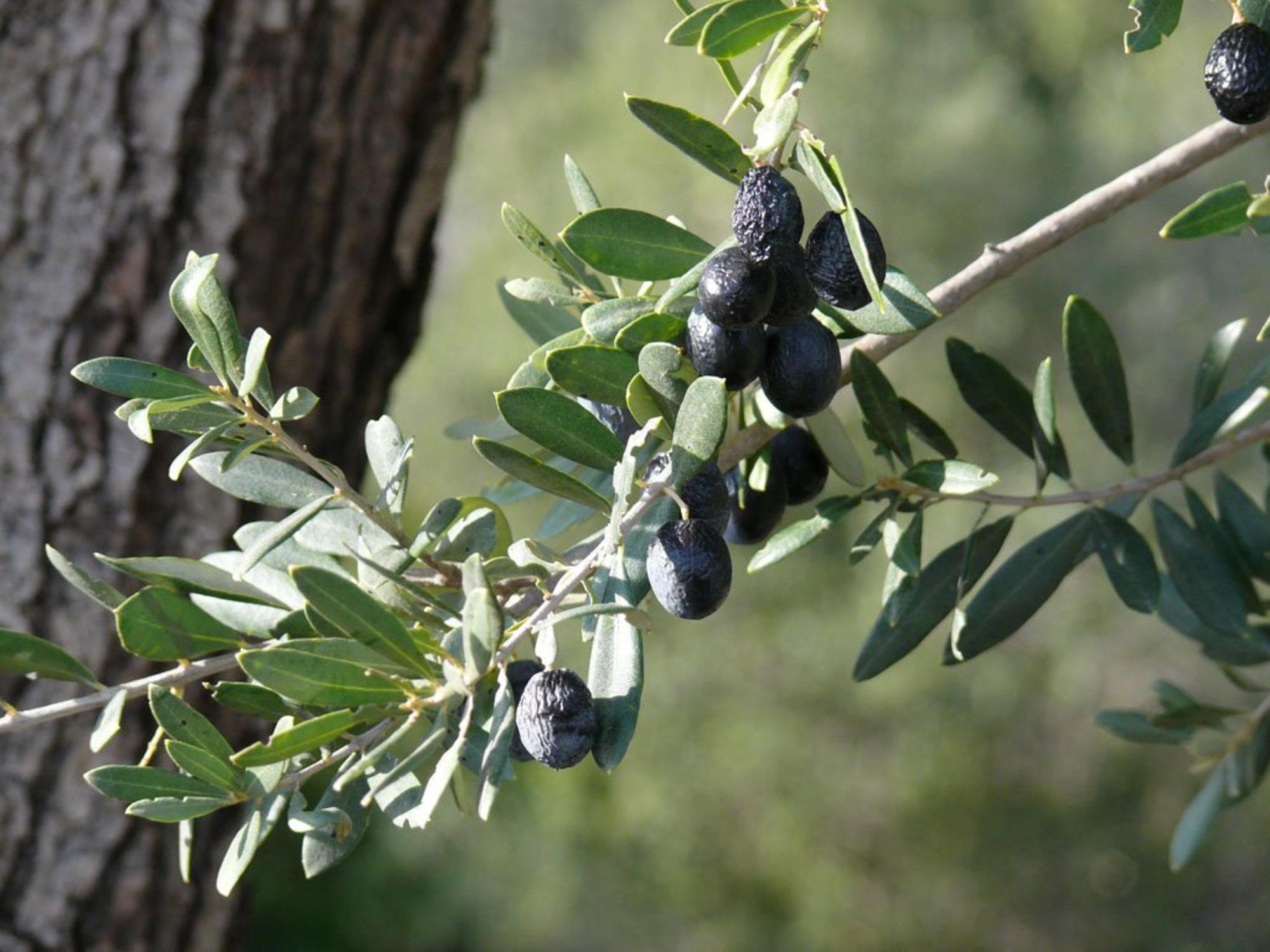 aceitunas