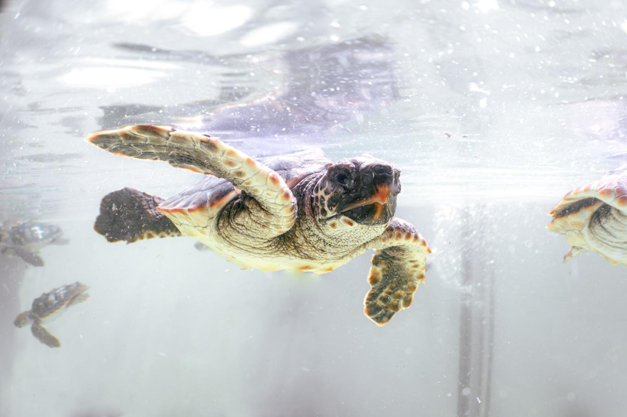 Tortuga en el mar