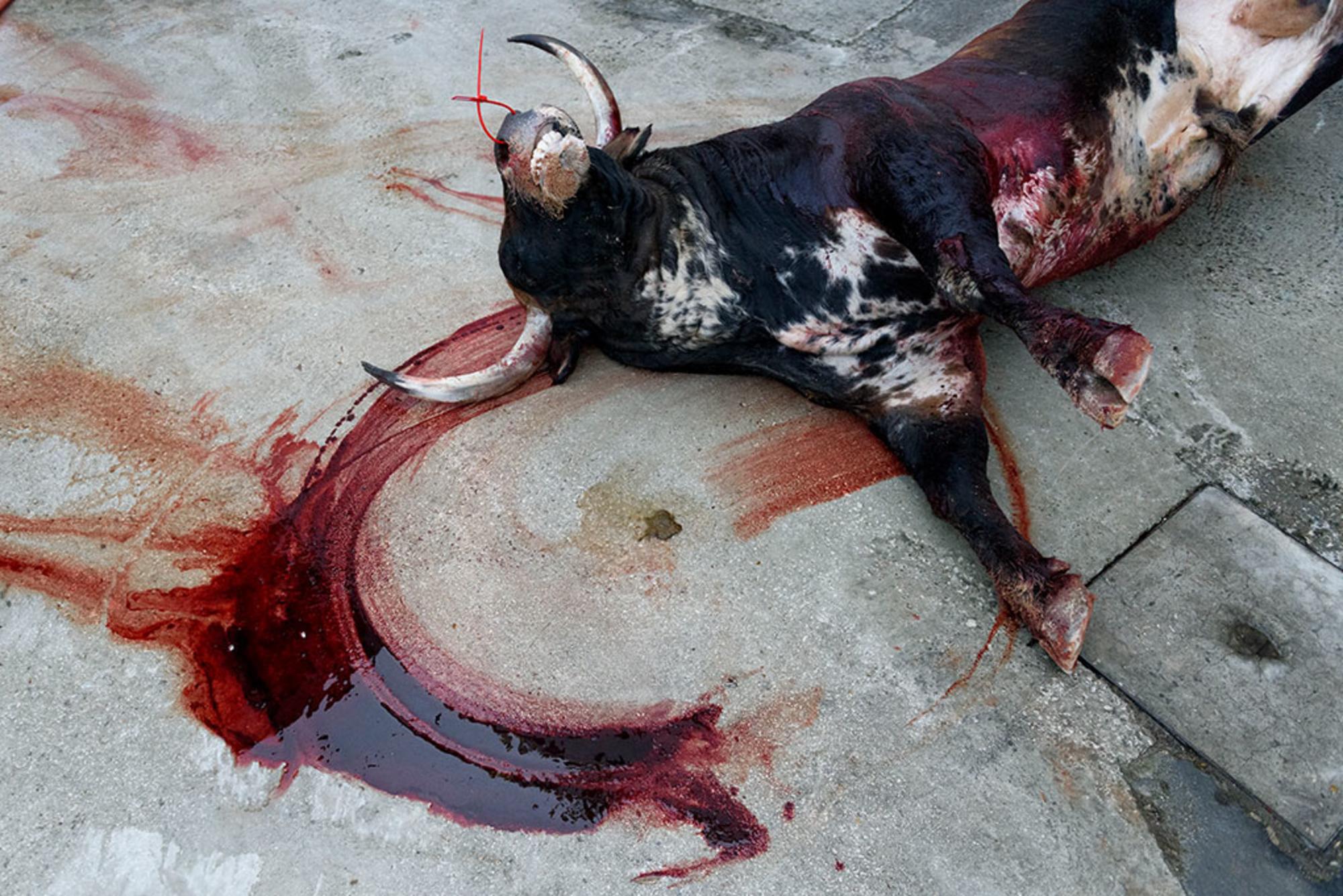 Rastro de sangre toro plaza de toros