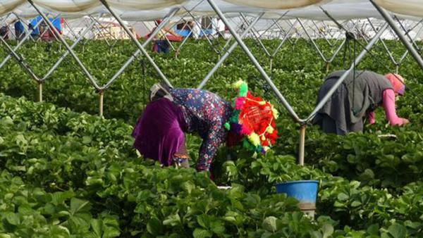 Trabajadoras temporales en los campos de fresas de Huelva
