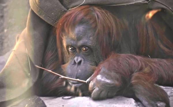Orangutana Sandra Persona no humana 2